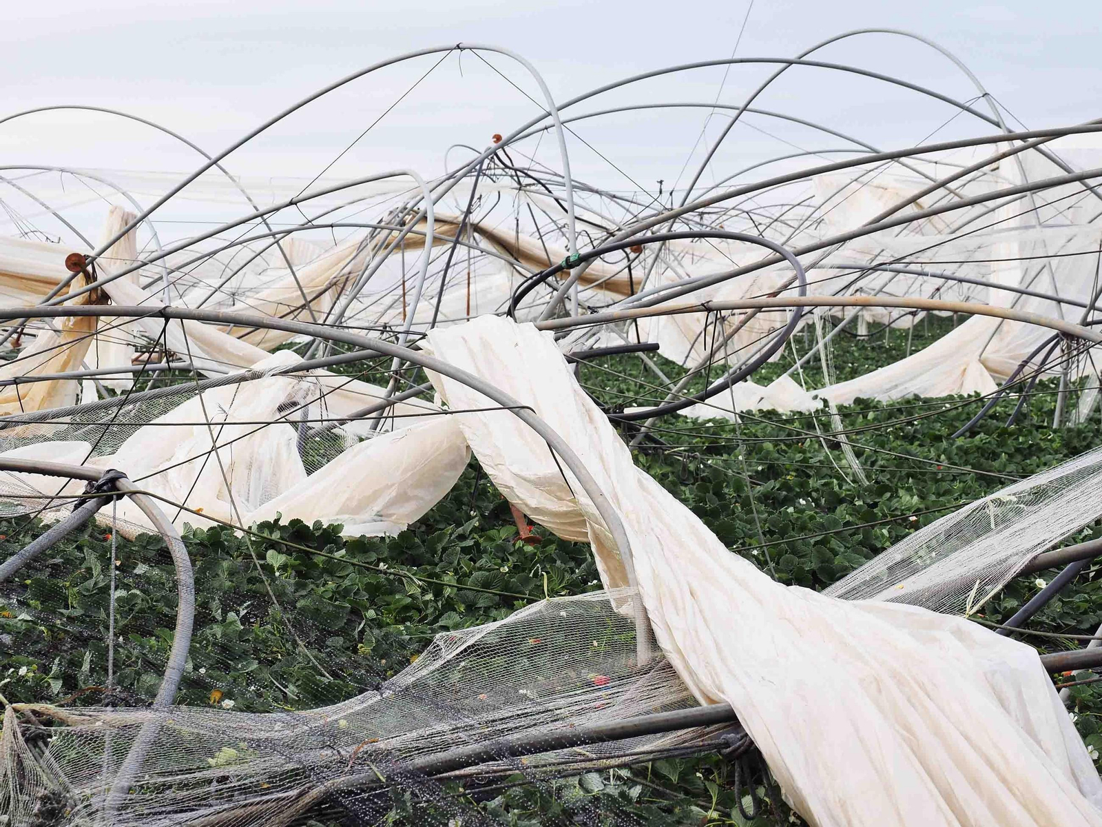 El potente viento ha levantado plásticos y retorcido estructuras de hierro de macrotúneles en unas 35 hectáreas El potente viento ha levantado plásticos y retorcido estructuras de hierro de macrotúneles en unas 35 hectáreas