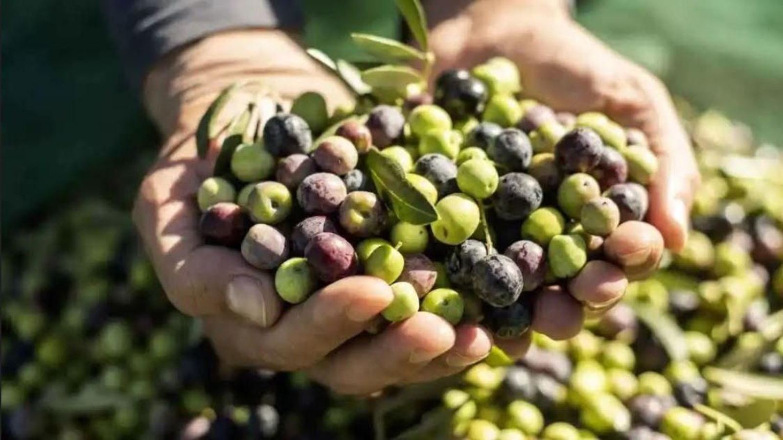 Producción de aceitunas.