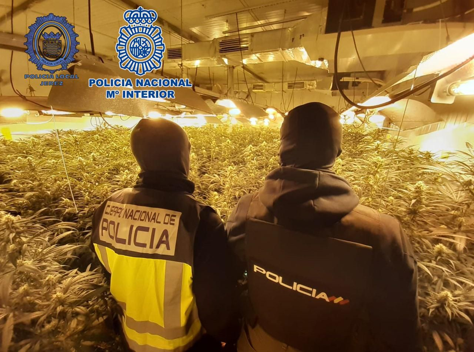 Agentes policiales en una de las plantaciones desmanteladas.