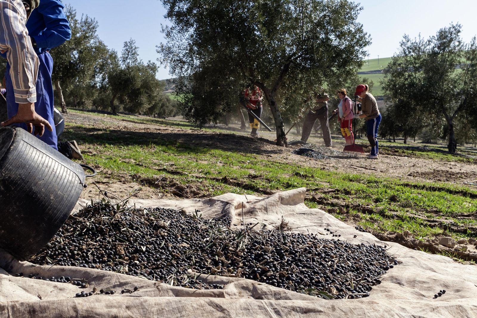 Recogida de la aceituna en una finca en Jaén.