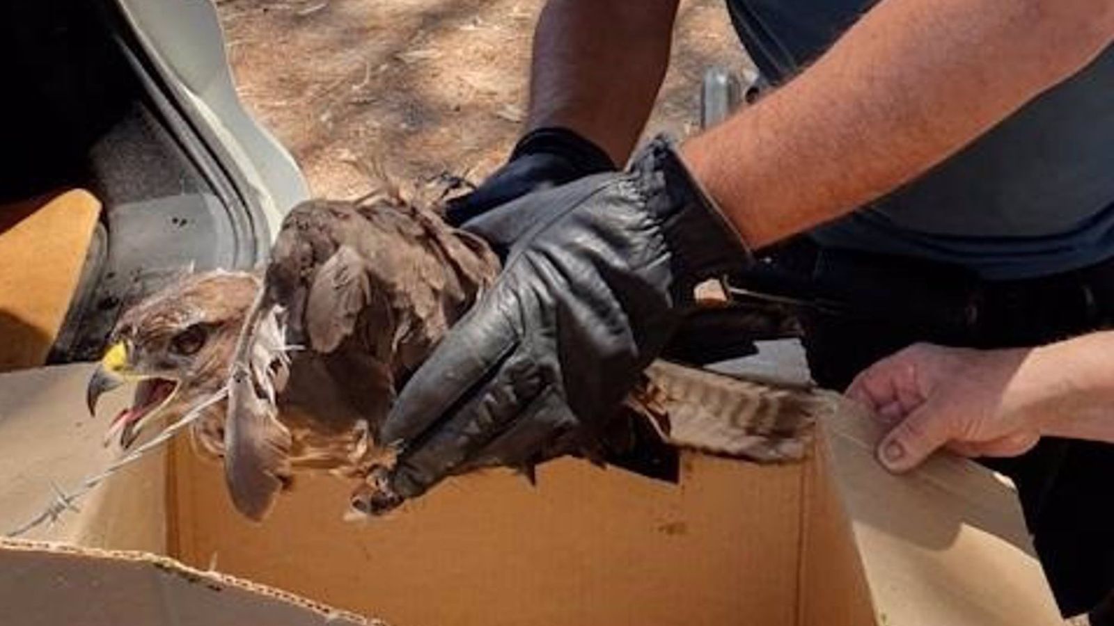 La Guardia Civil libera un águila ratonera malherida de una alambrada