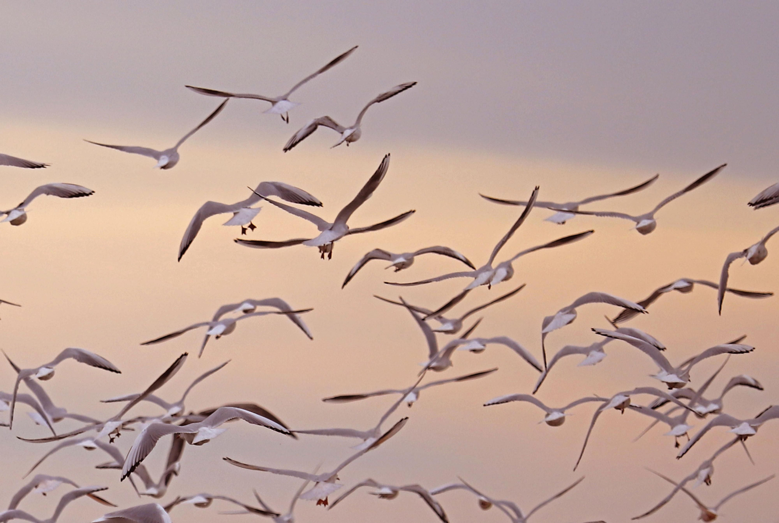 Paraje natural Marismas del Odiel, paraíso de Huelva entre salinas