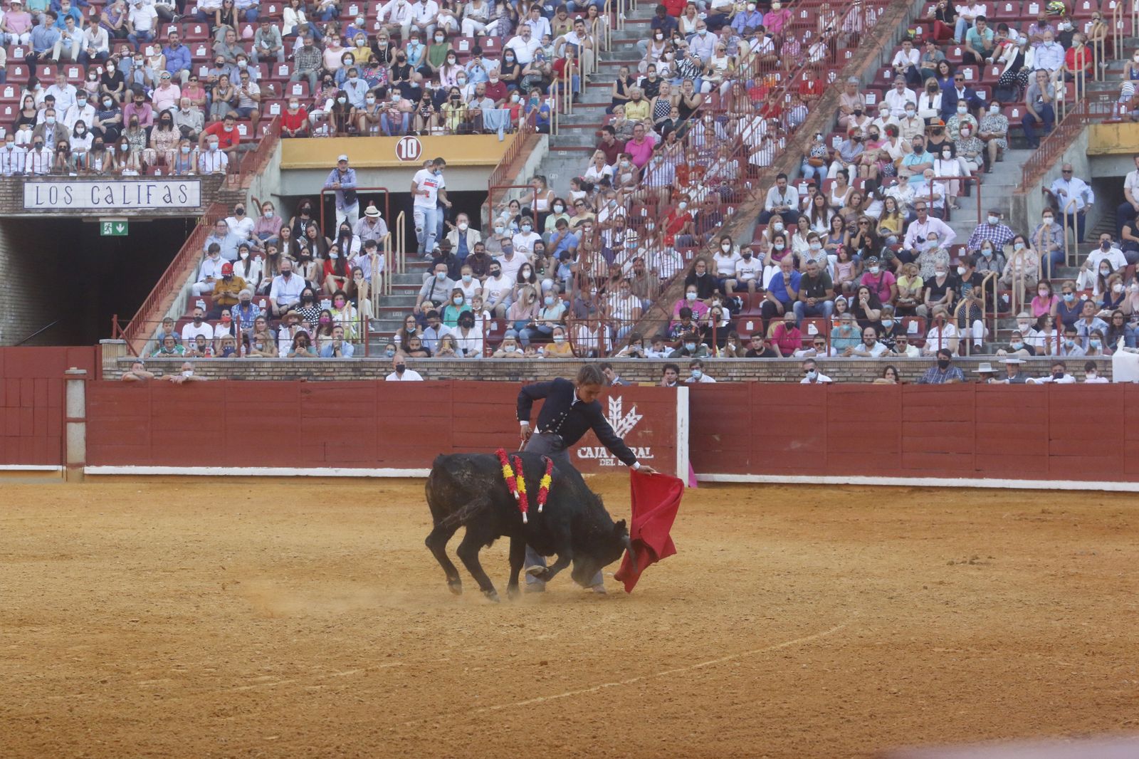 La becerrada del Círculo Taurino de Córdoba en el Coso de los Califas, en fotos