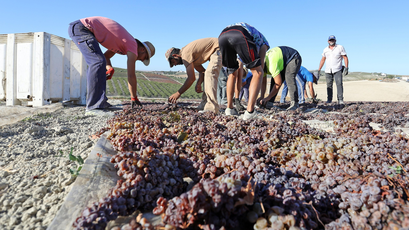 Asoleo de Pedro Ximénez en González Byass