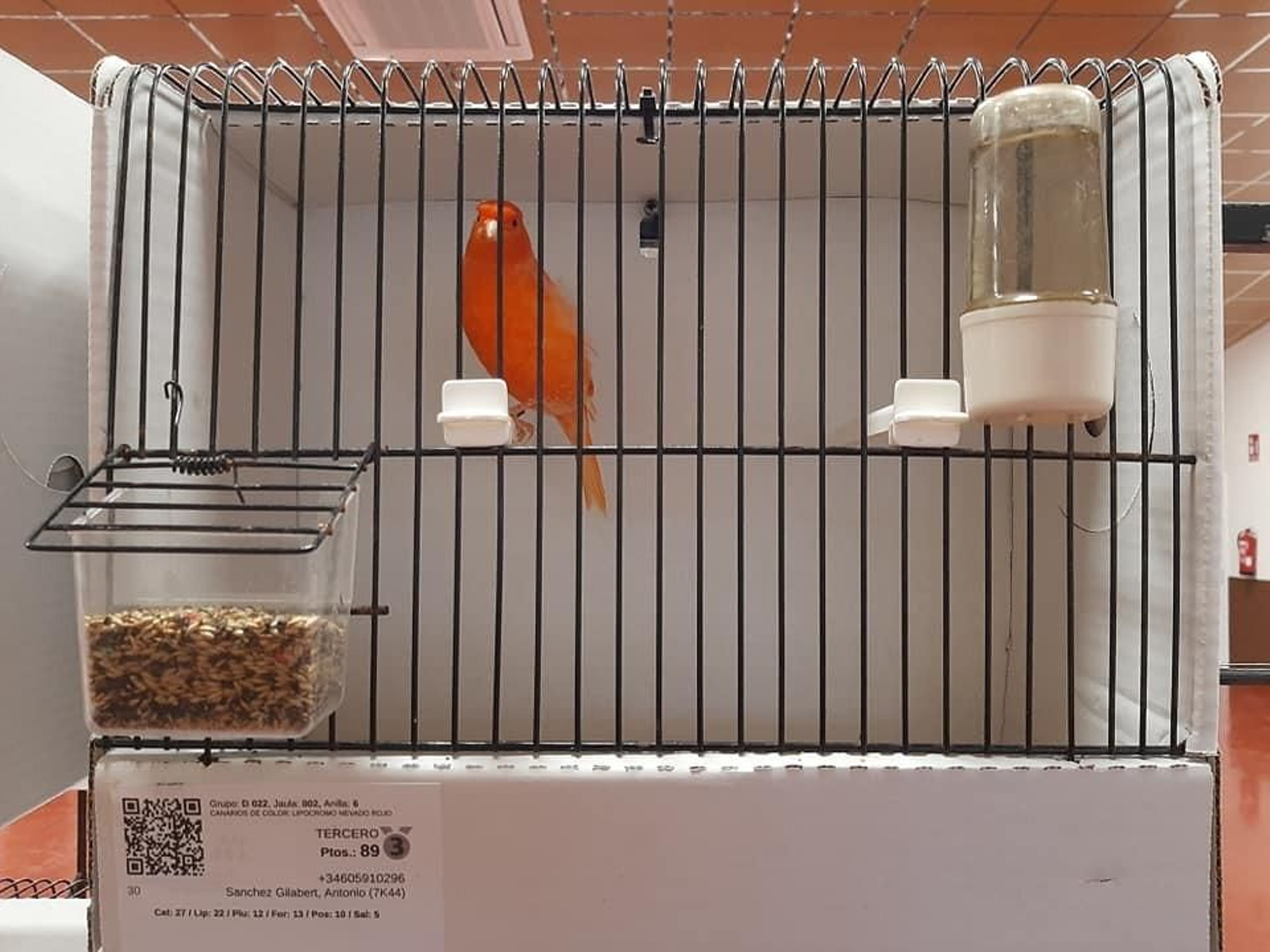 Uno de los ejemplares que ha participado en la exposición.