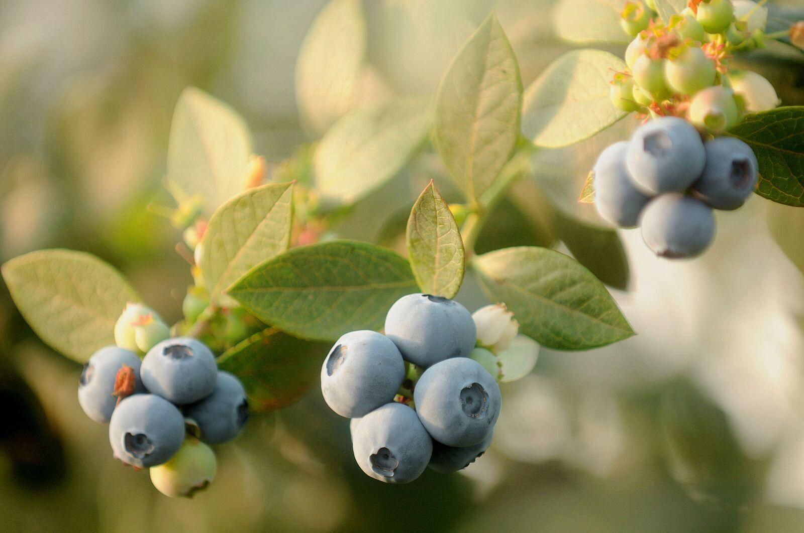 El arándano salva una complicada campaña para el sector onubense de las berries