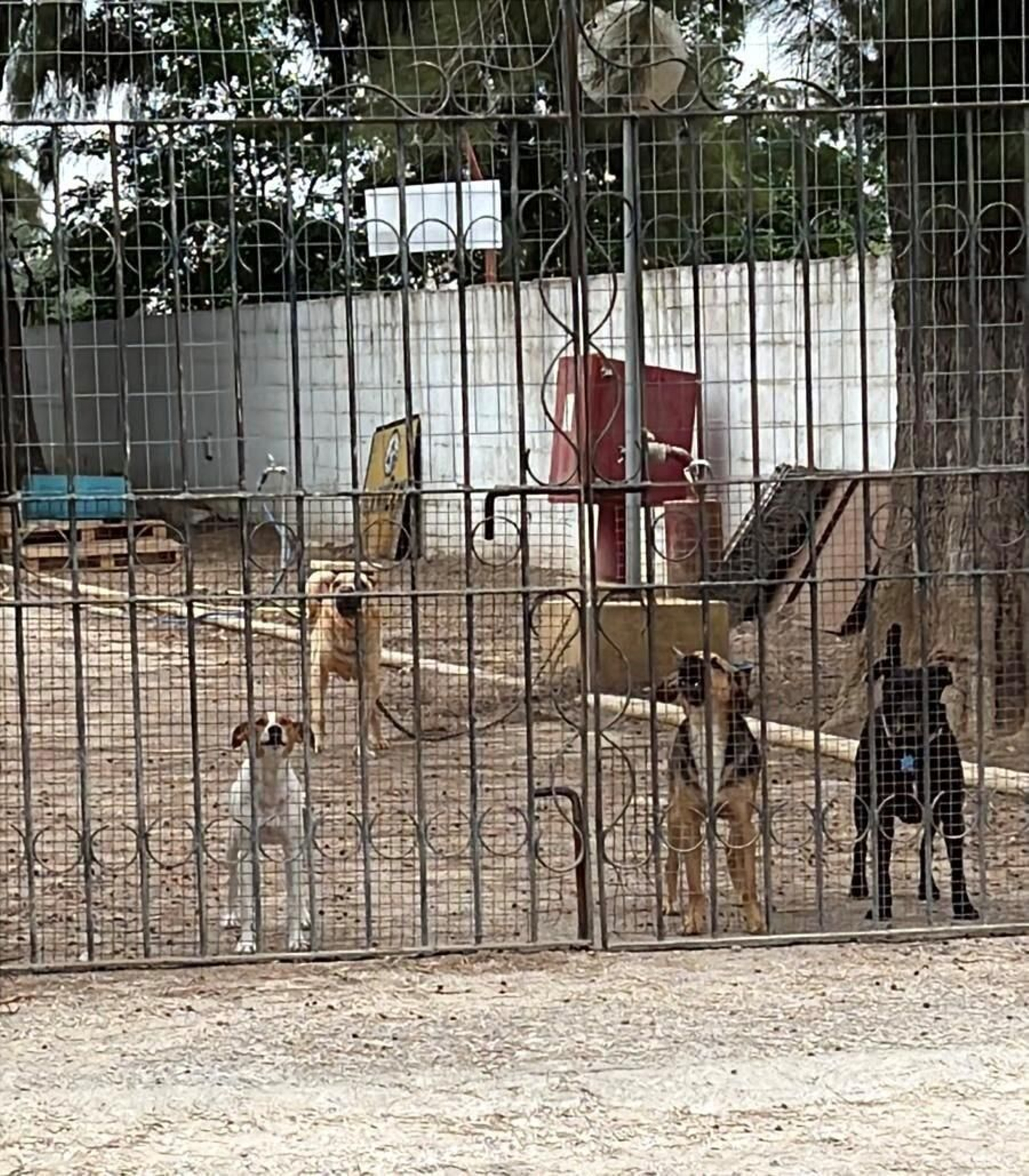 Chenil en el centro de recogida.