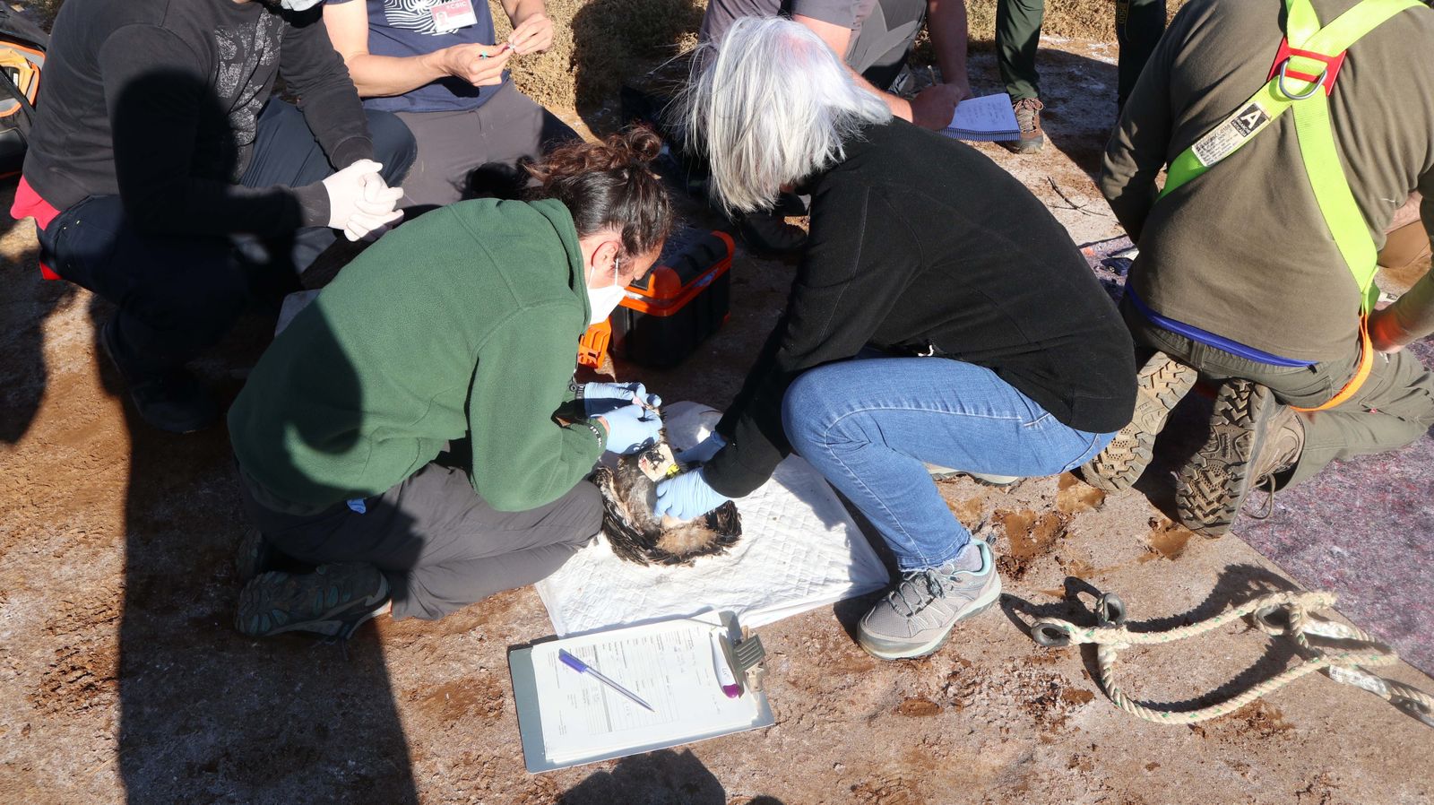 Anillamiento de tres pollos de águila pescadora nacidas en el Paraje Natural Marismas del Odiel