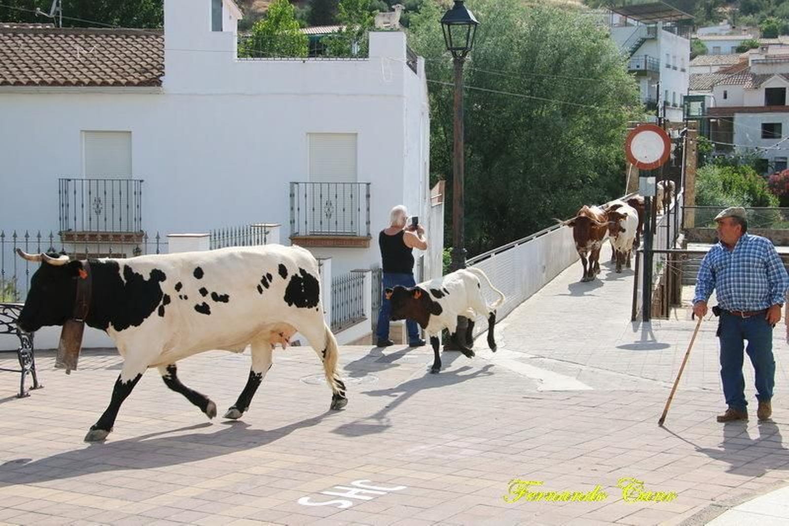 Las reses del ganadero Pablo Espinar hacen la trashumancia a su paso por Mogón.