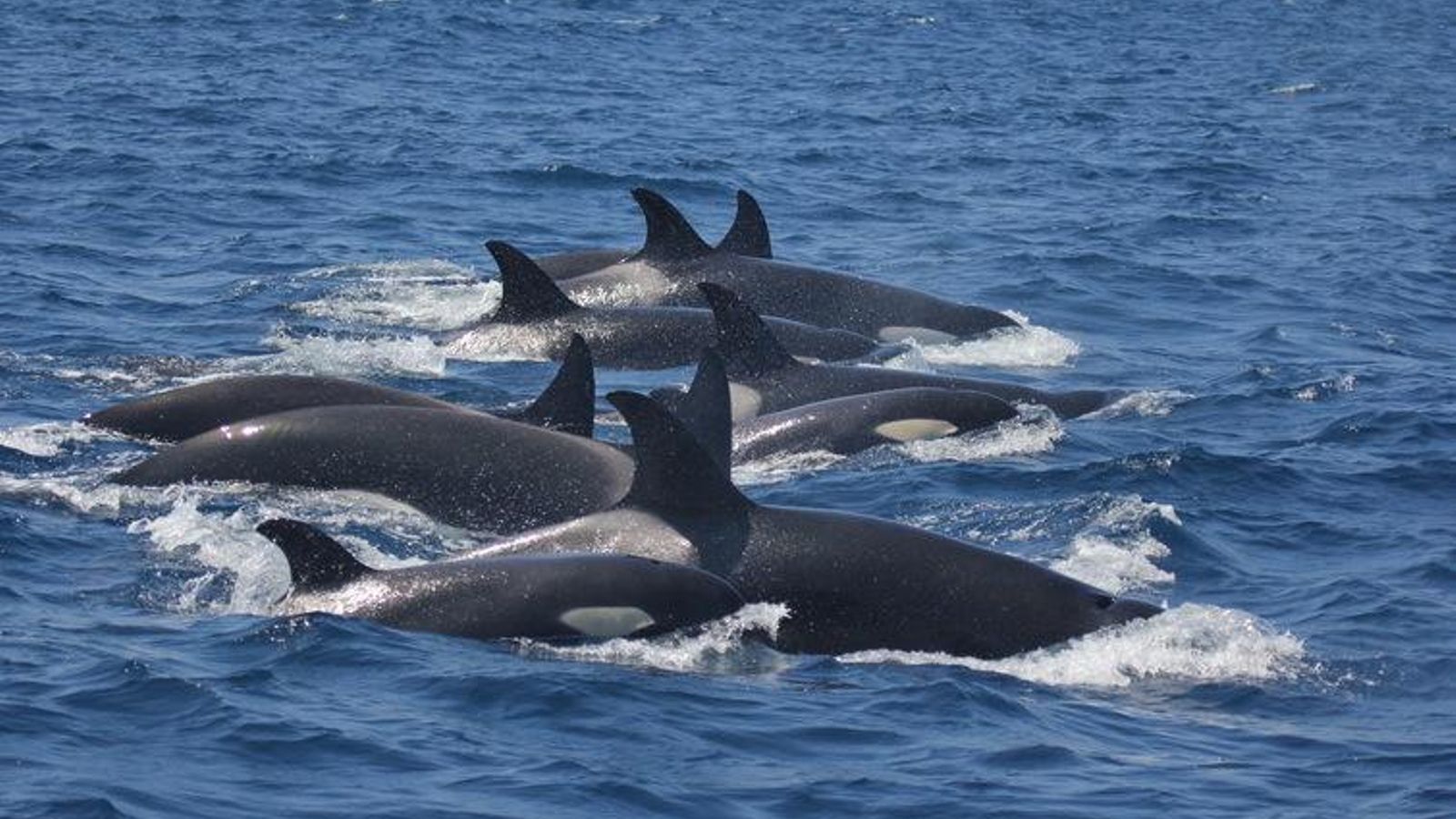 Un grupo de orcas en el área de Estrecho.