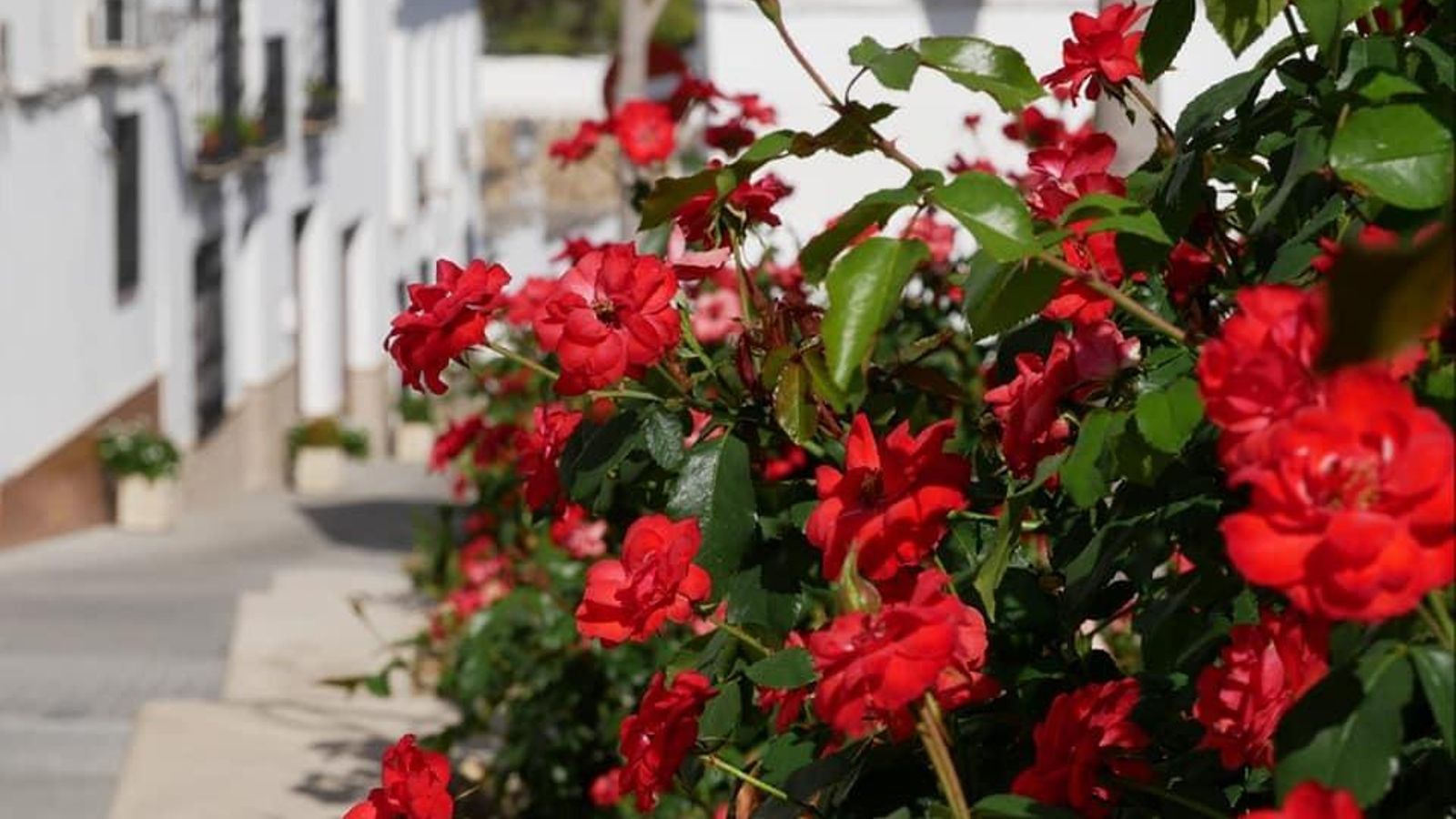 Rosales sevillanos florecidos.