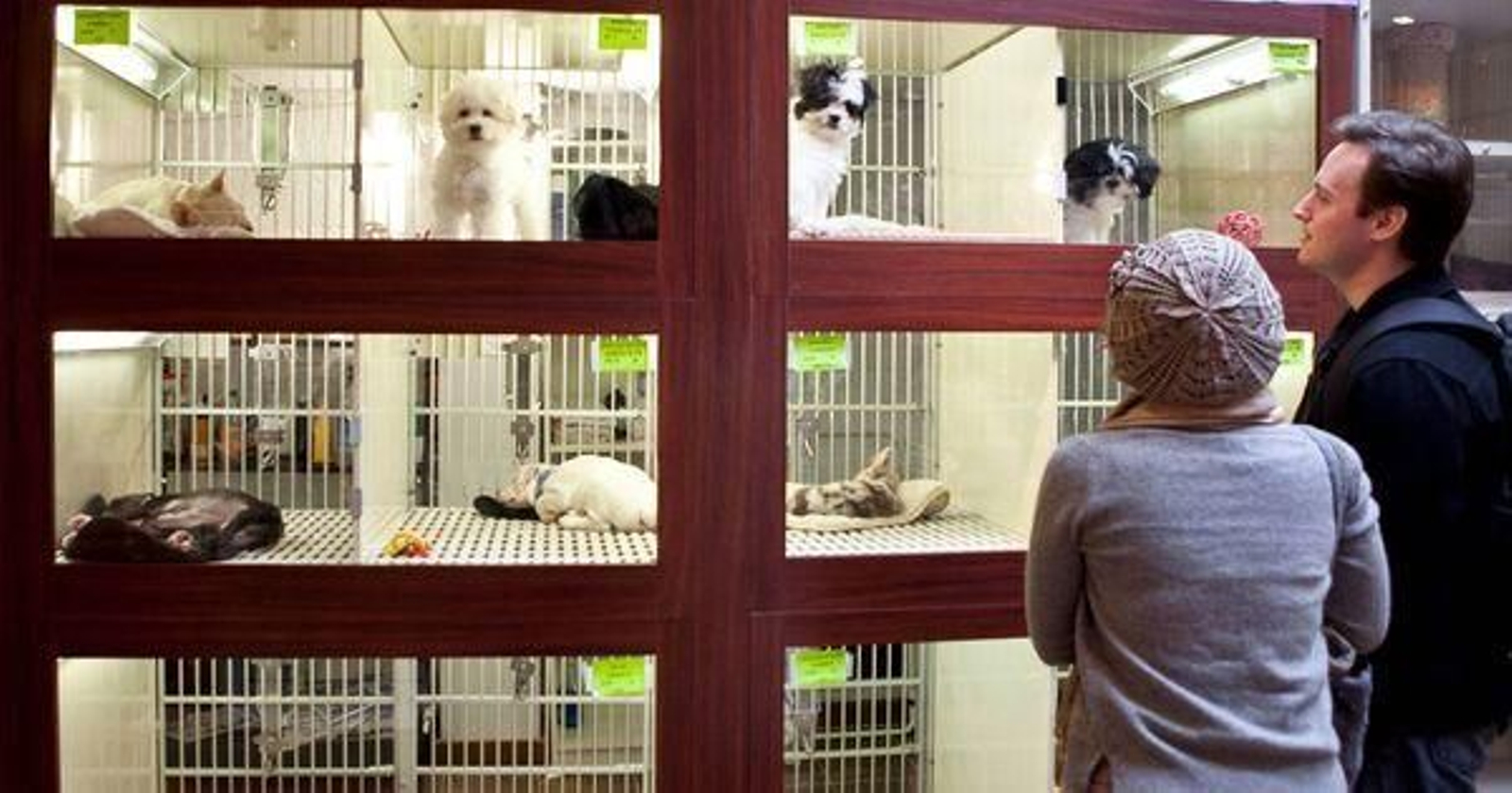 La Ley de Bienestar Animal entra en vigor este viernes: cerrarán las tiendas de animales y los circos con leones