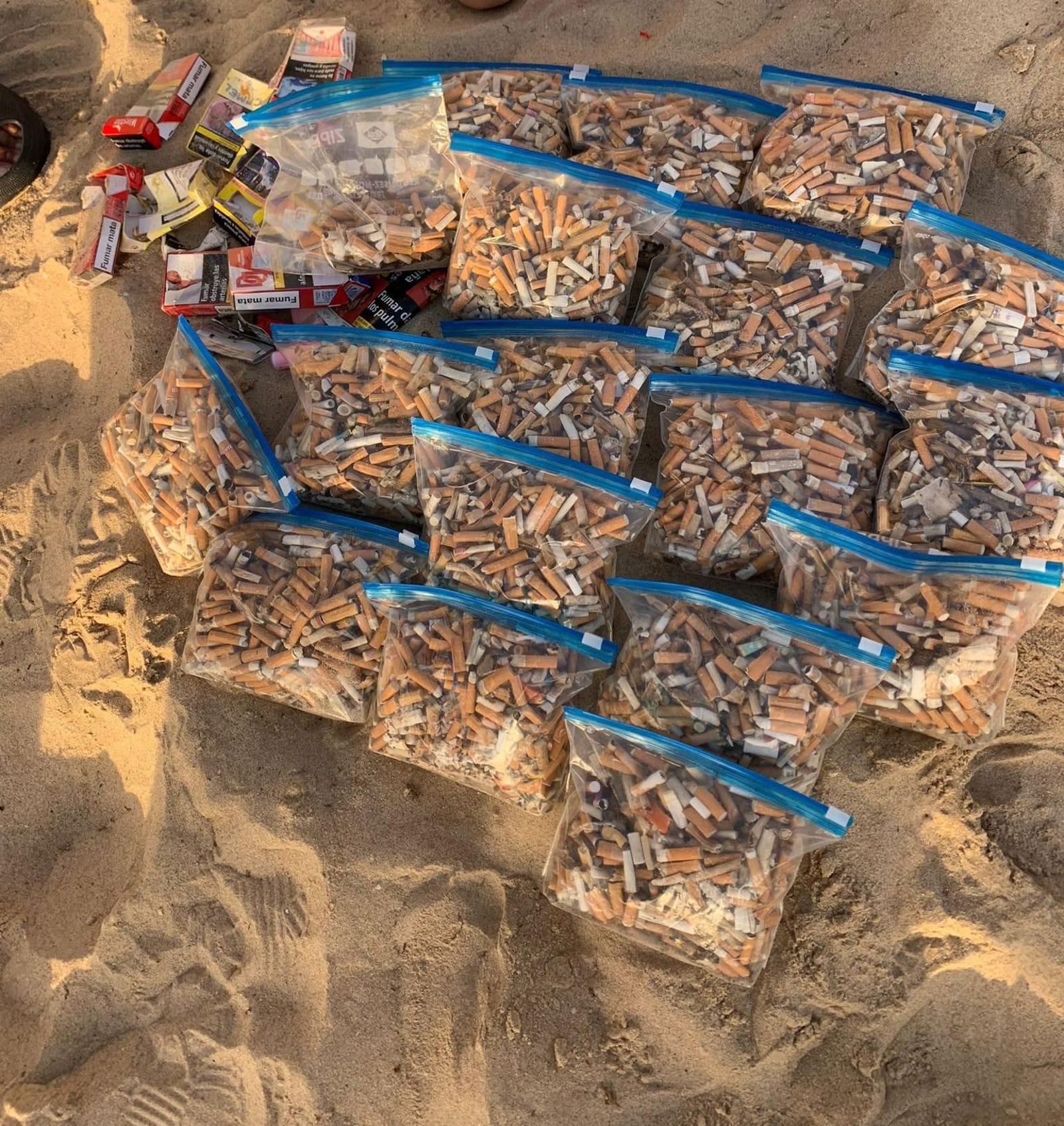 Colillas recogidas en Santa María del Mar