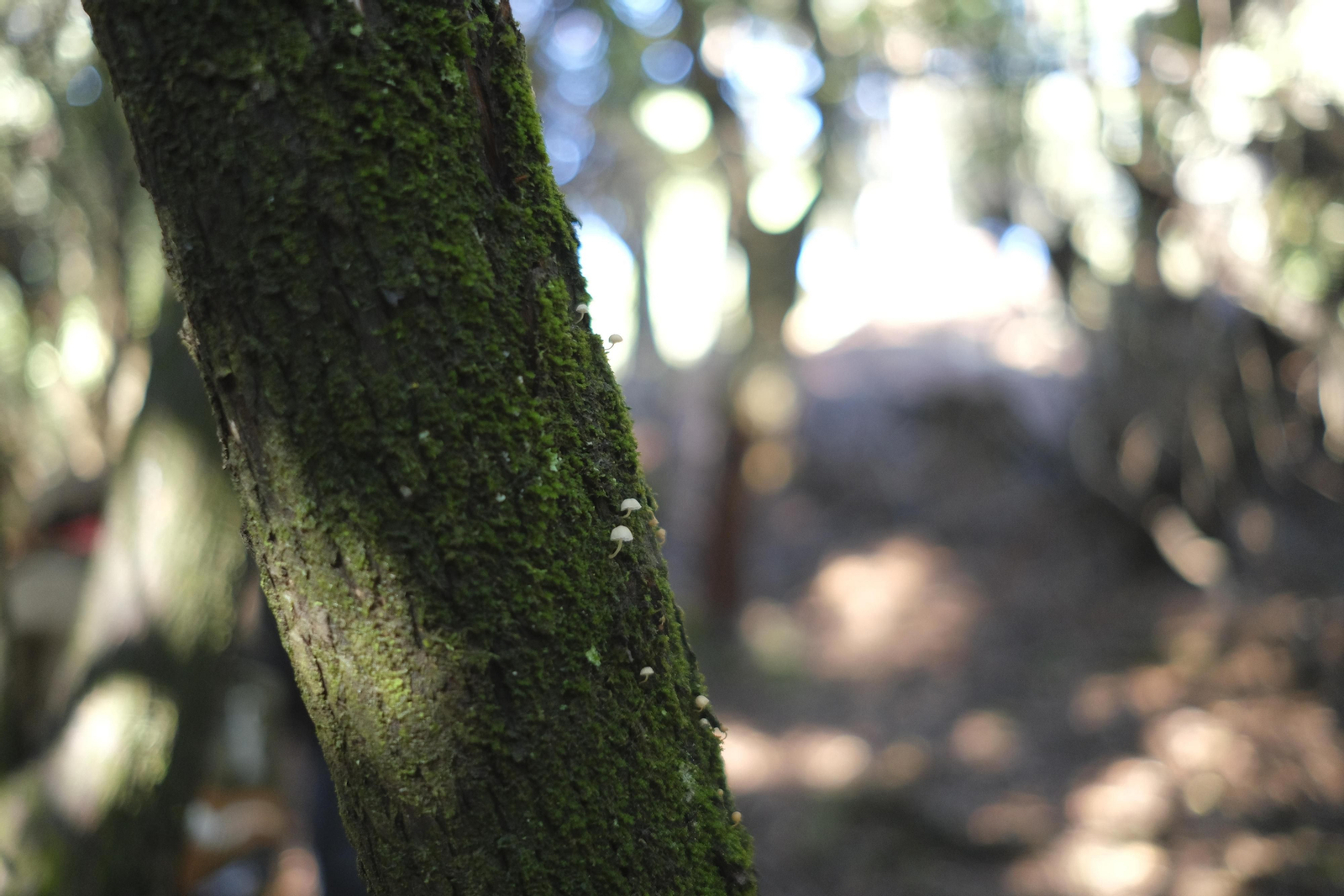 Mocología de la Serranía de Ronda, en fotos.