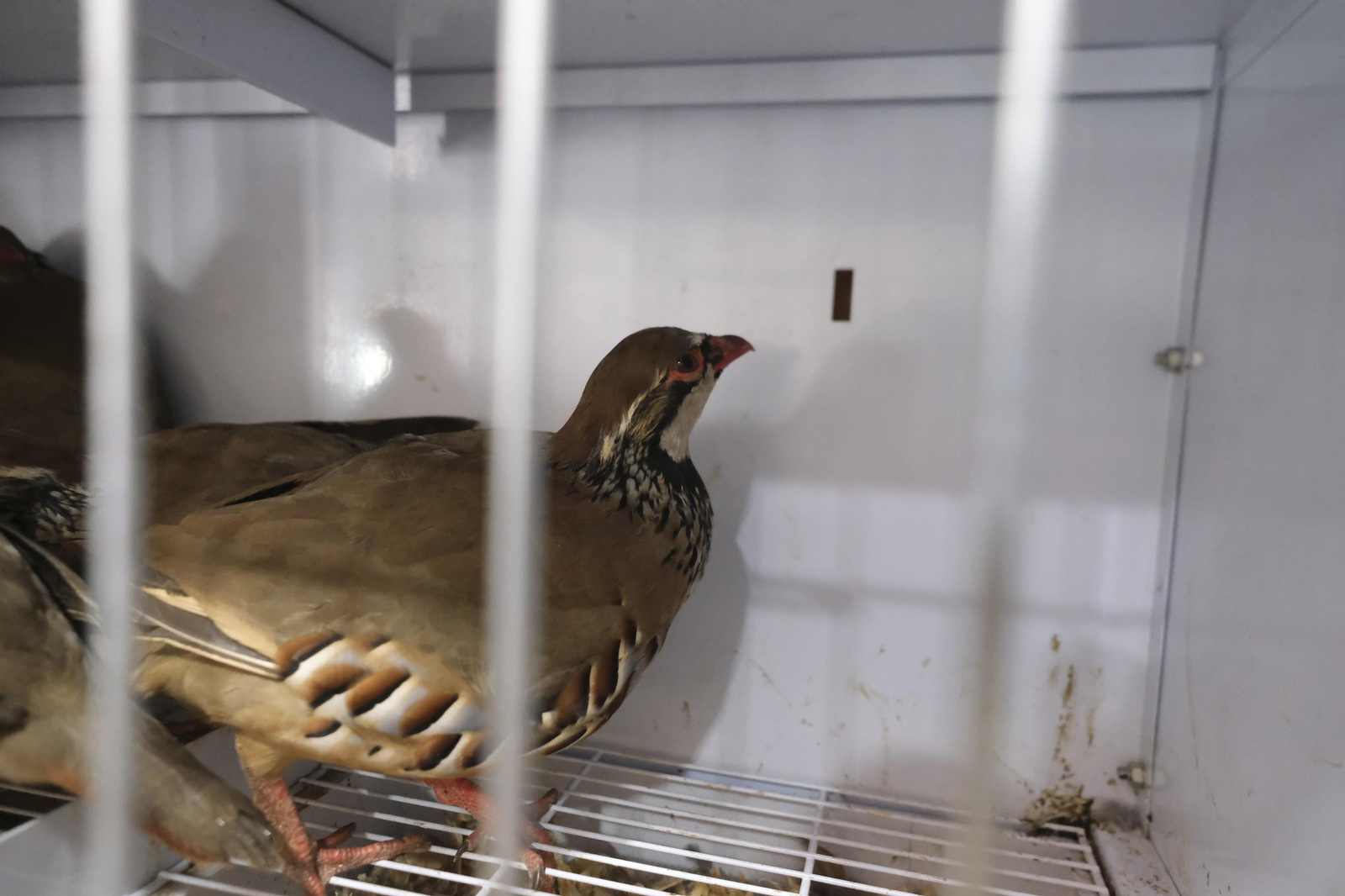 La inauguración de Intercaza 2022, en imágenes