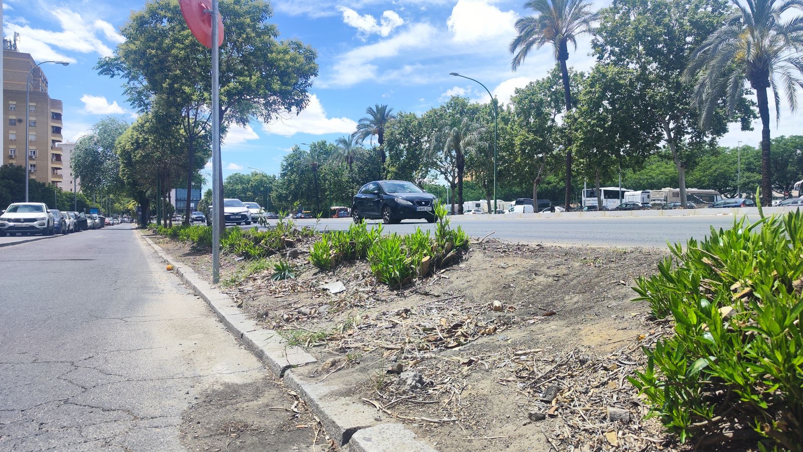Poda drástica de adelfas en la avenida Kansas City