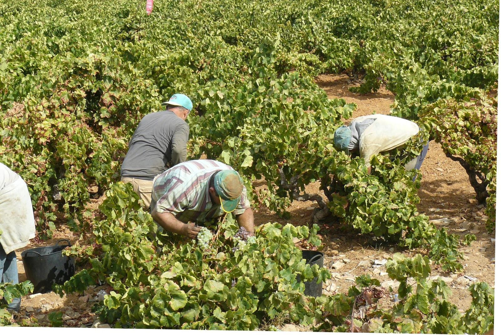 Vendimiadores en plena faena de recolección de la uva en el Condado de Huelva.
