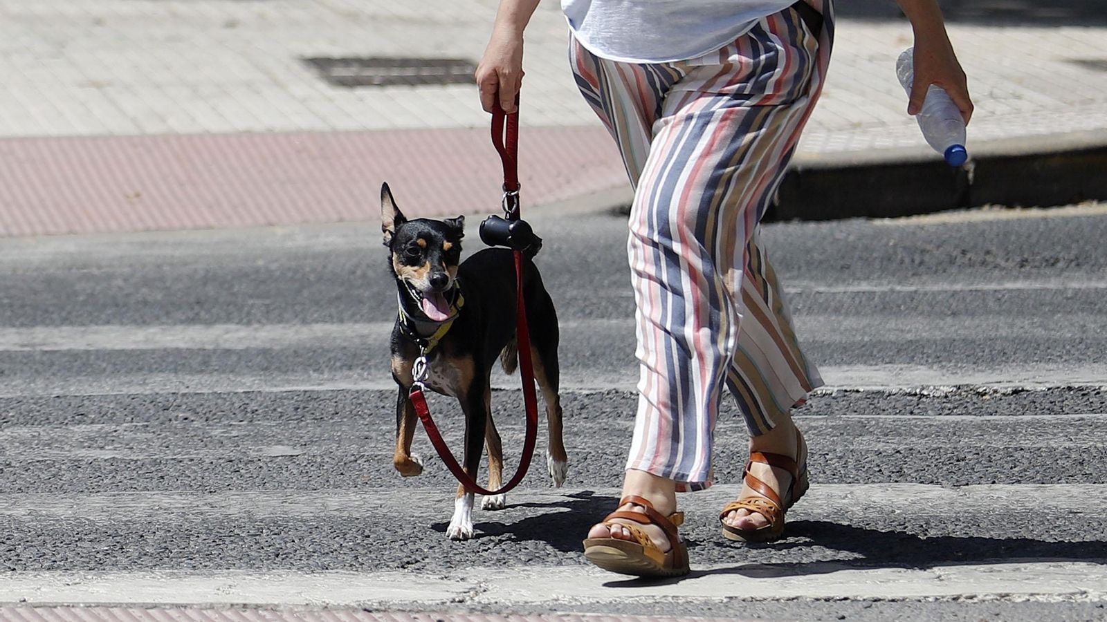 Una mujer pasea a su perro. Una mujer pasea a su perro.