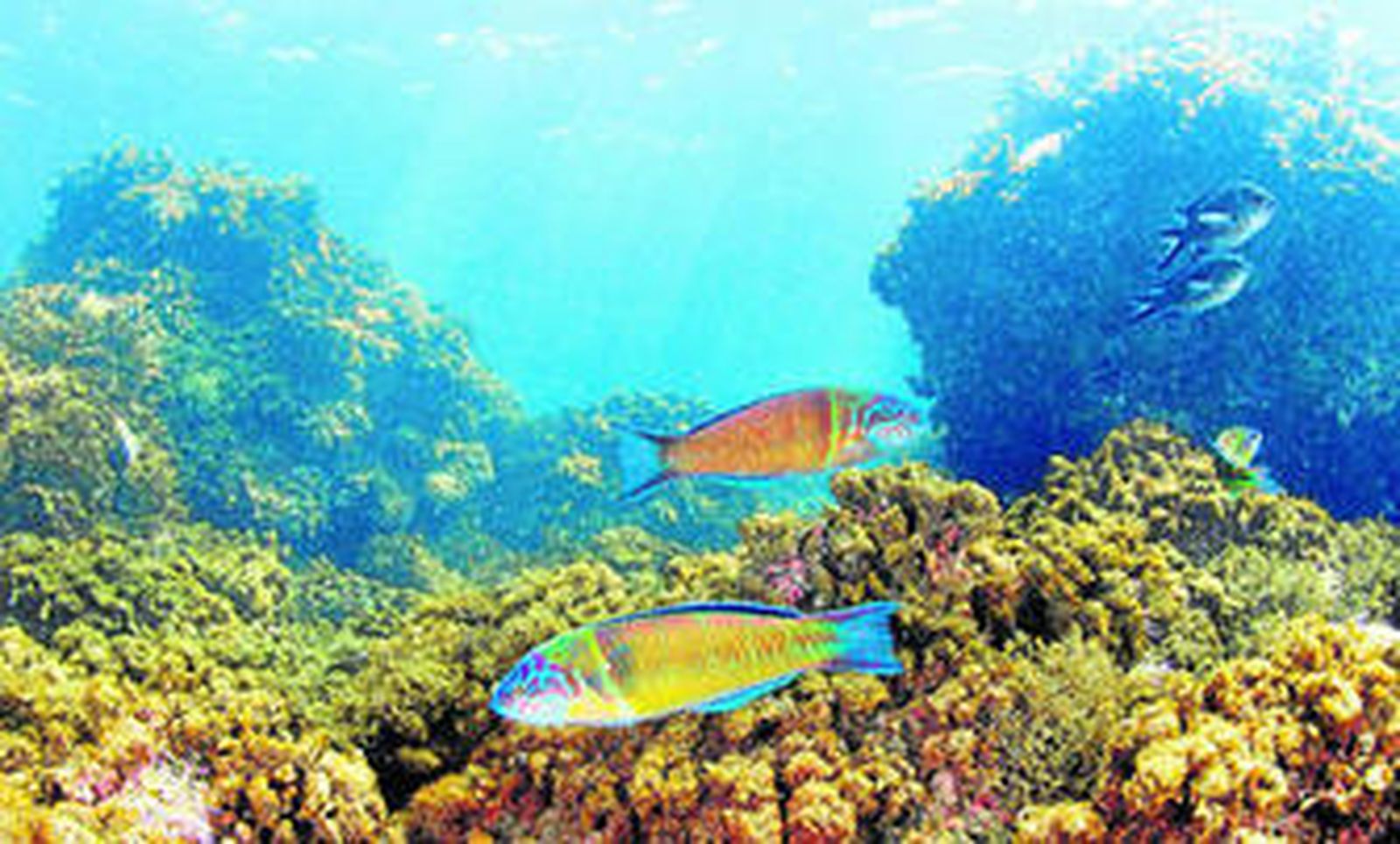 Fondos marinos del entorno del antiguo balneario de los Baños del Carmen.