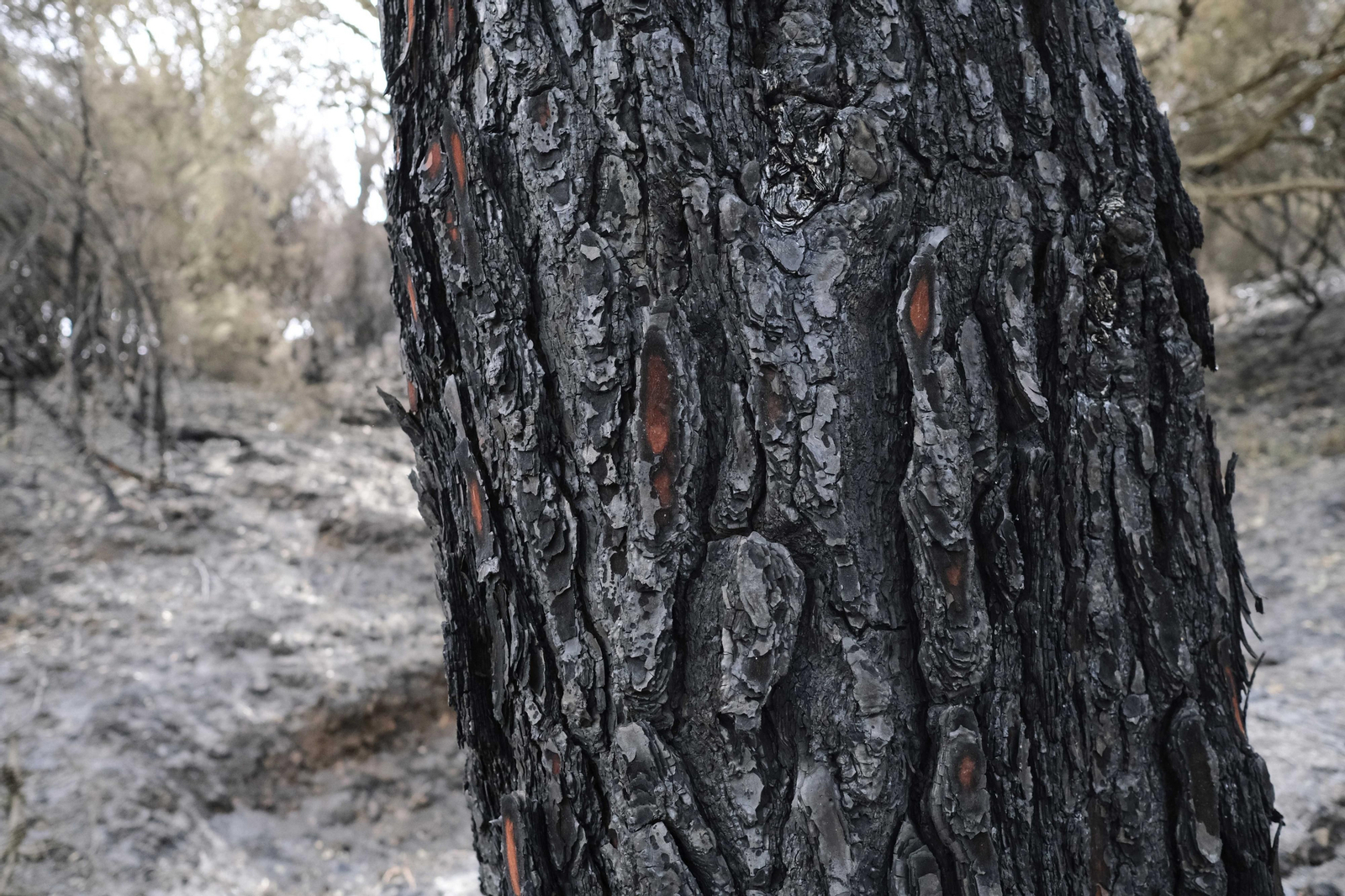El incendio de Sierra Bermeja una semana después, en fotos