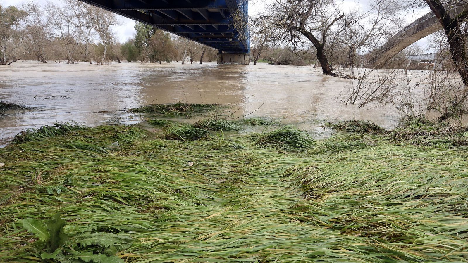 El Guadalete comienza a bajar su nivel poco a poco por la zona rural de Jerez