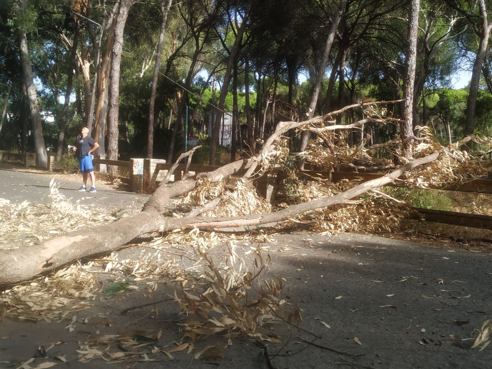 La gran rama caída este sábado en el Pago de la Alhaja.