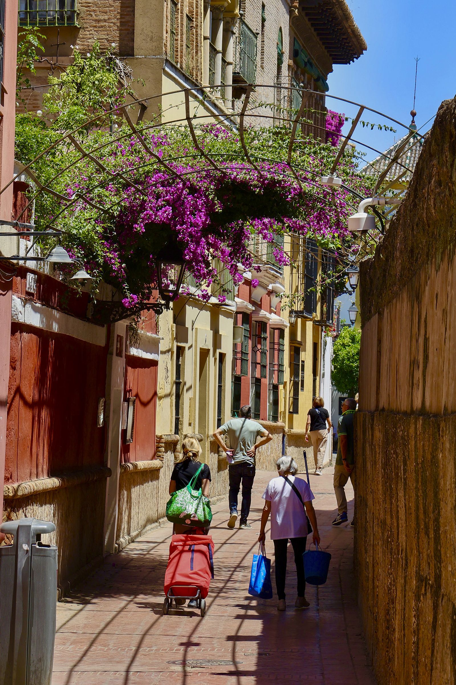 La buganvilla, la otra flor de Sevilla