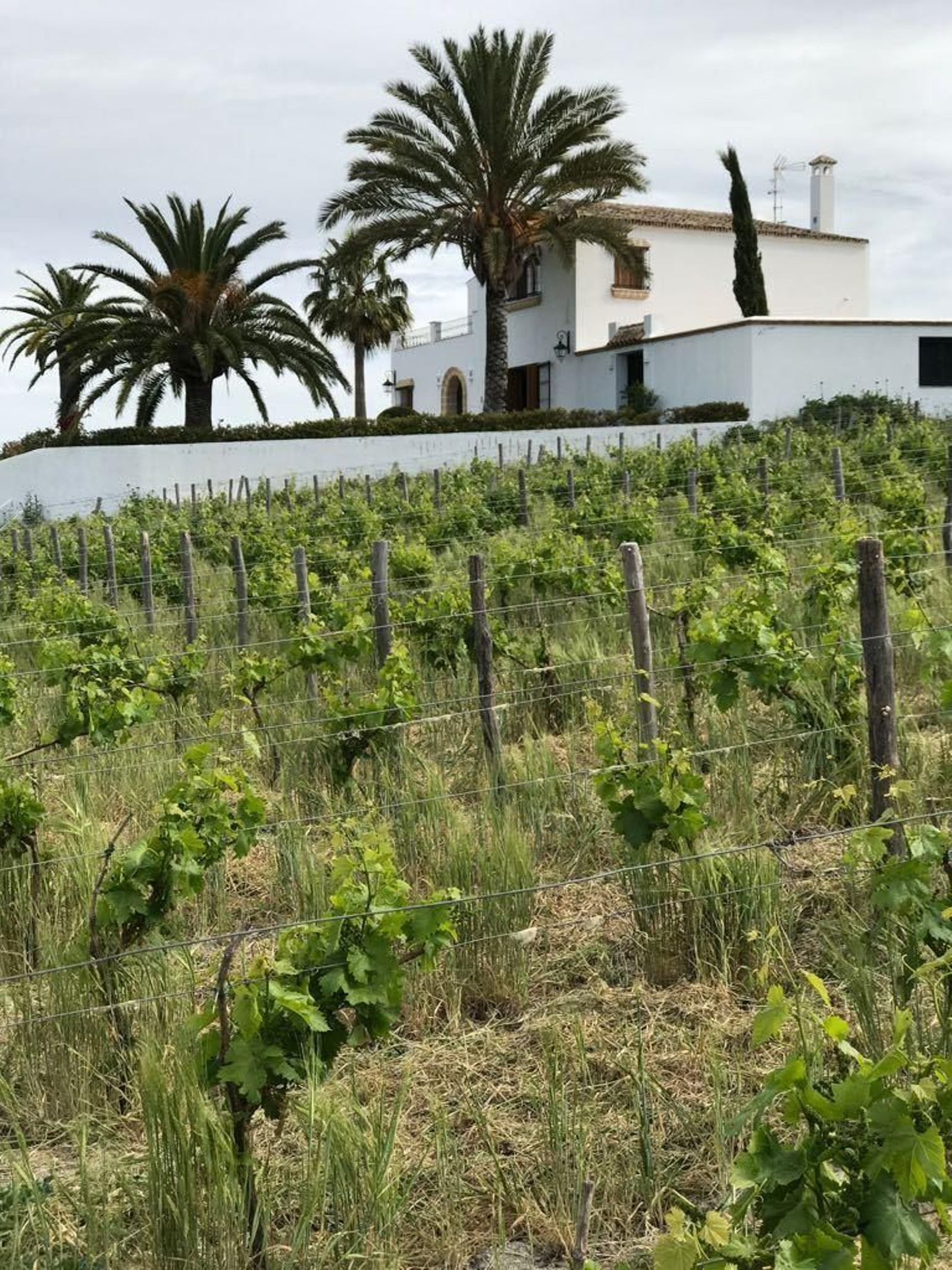 Bonita imagen de una viña del Marco de Jerez.