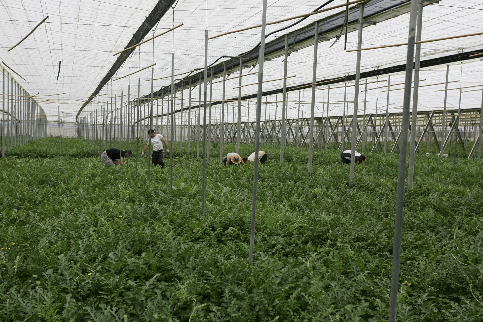 Un invernadero, en el municipio de Adra.