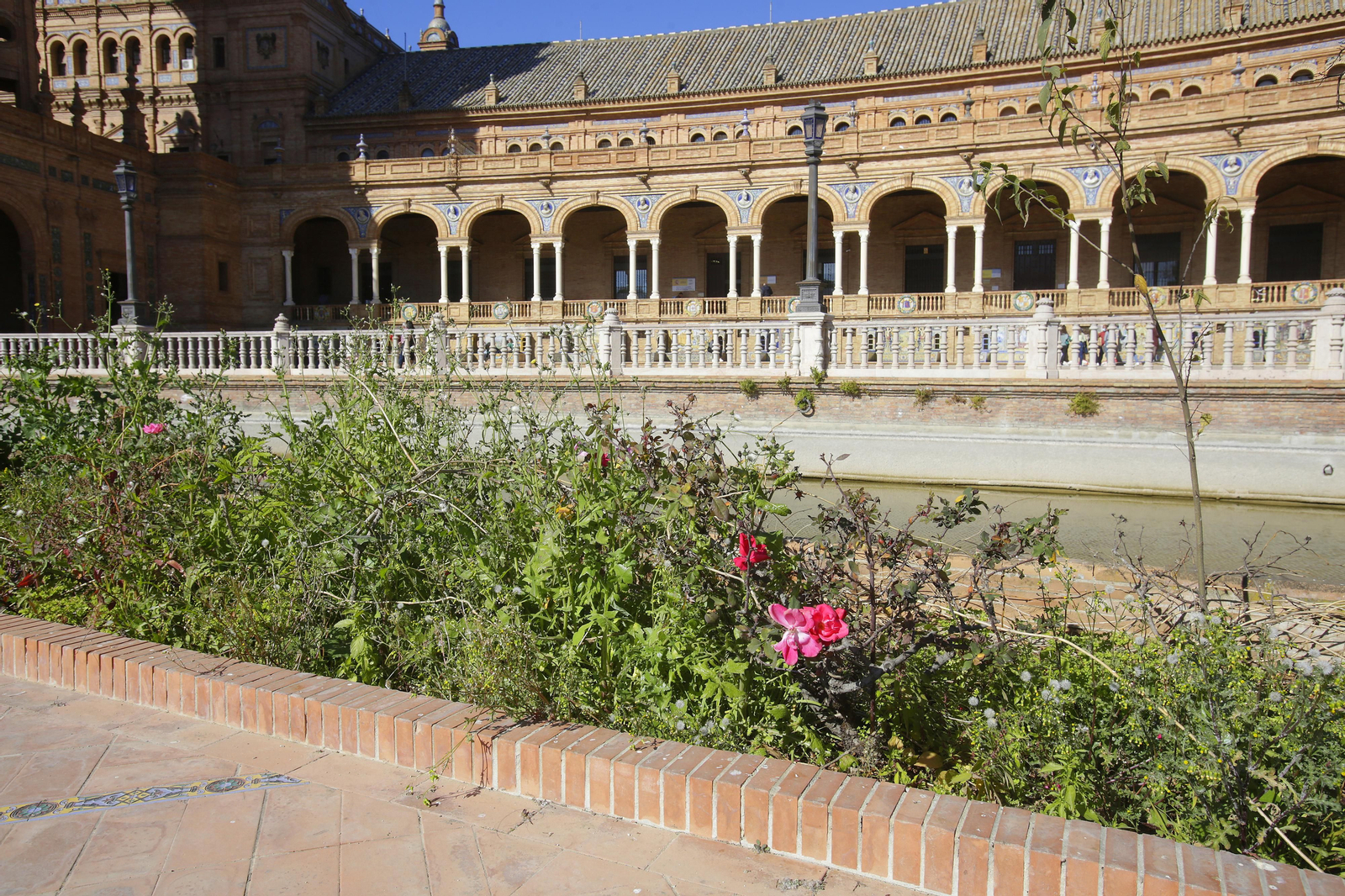 Mal estado de los arriates y plantas en la Plaza de España