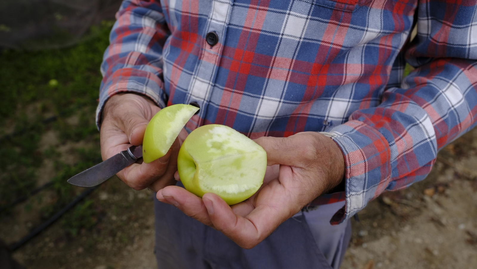 Las manzanas de Paterna, un manjar en imágenes