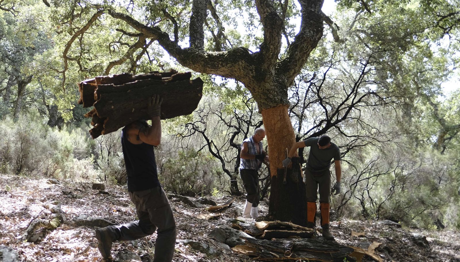 Trabajos de saca del corcho.
