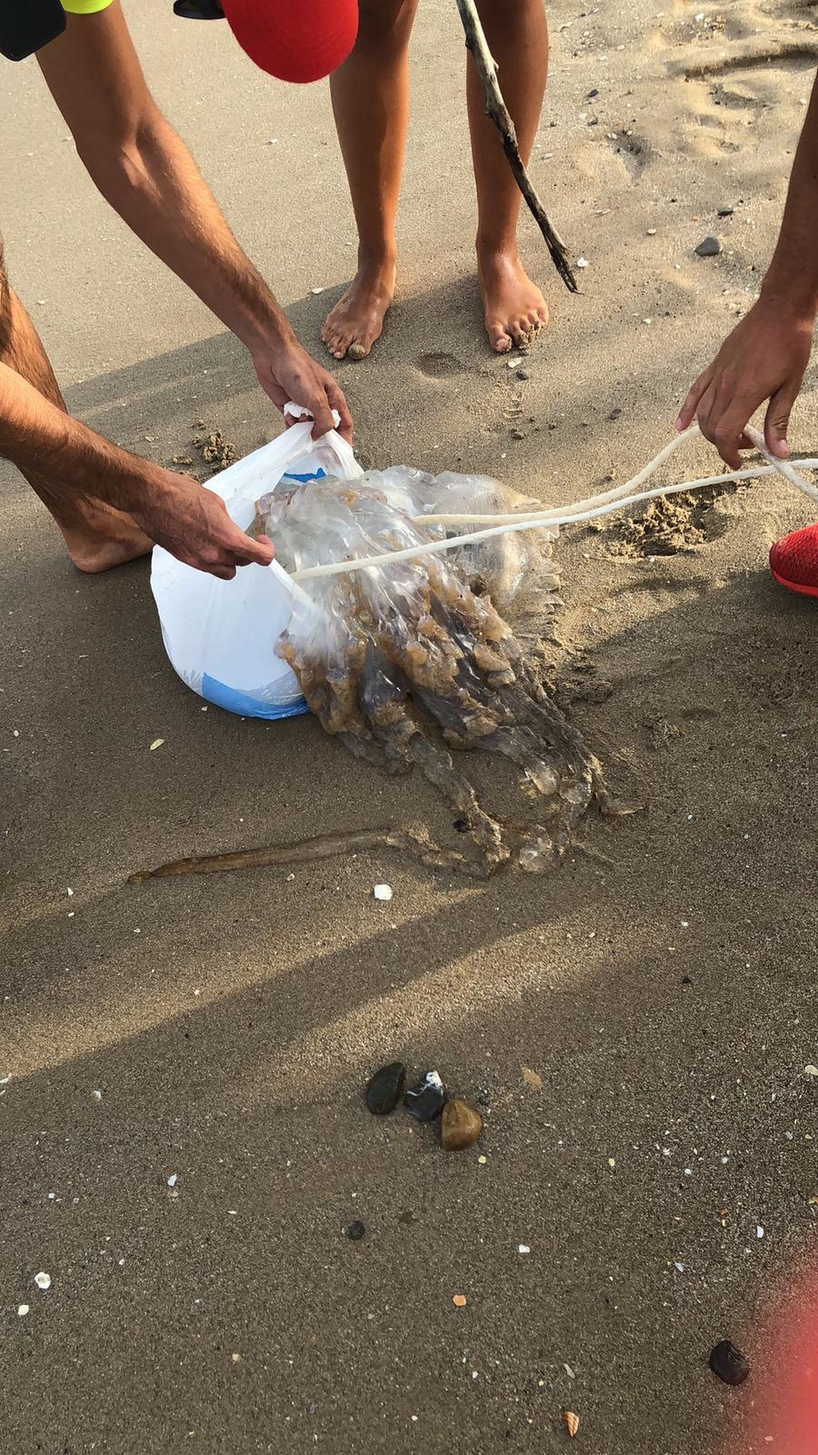 Ejemplares de medusas capturadas en la playa de Getares.