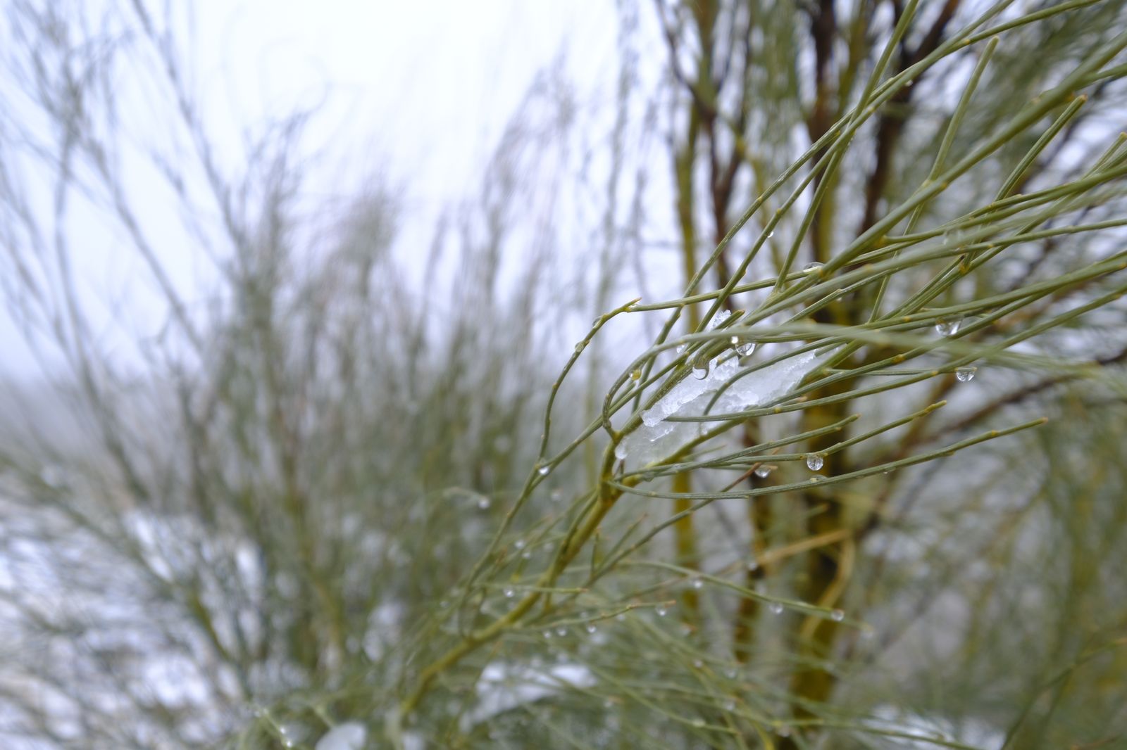 Fotogalería nevada en la Provincia de Almería
