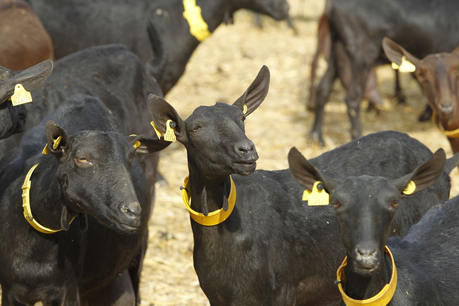La genética, trazabilidad, comercialización, sanidad e imagen y comunicación, entre los temas que se tratan en este evento.