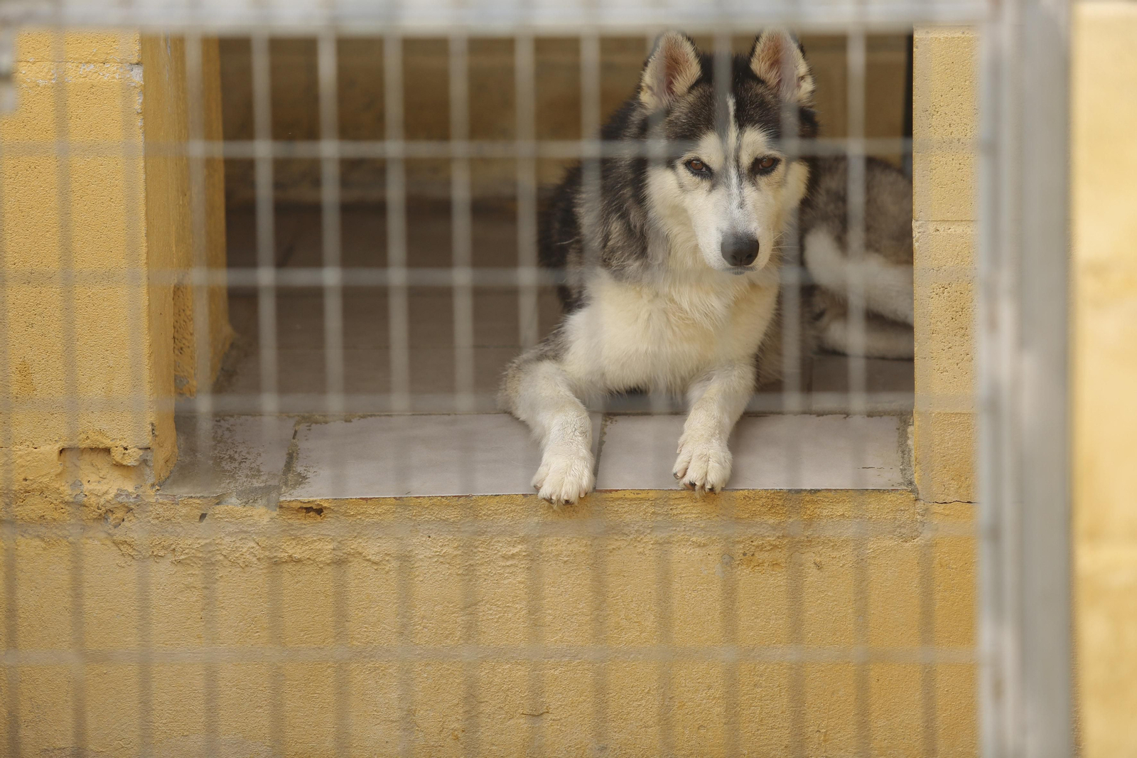 Las fotos de los animales de la Protectora de Málaga Las fotos de los animales de la Protectora de Málaga