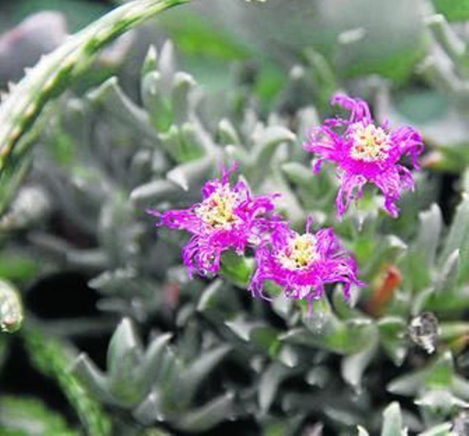 Las flores de las cactáceas se destacan por su colorido.