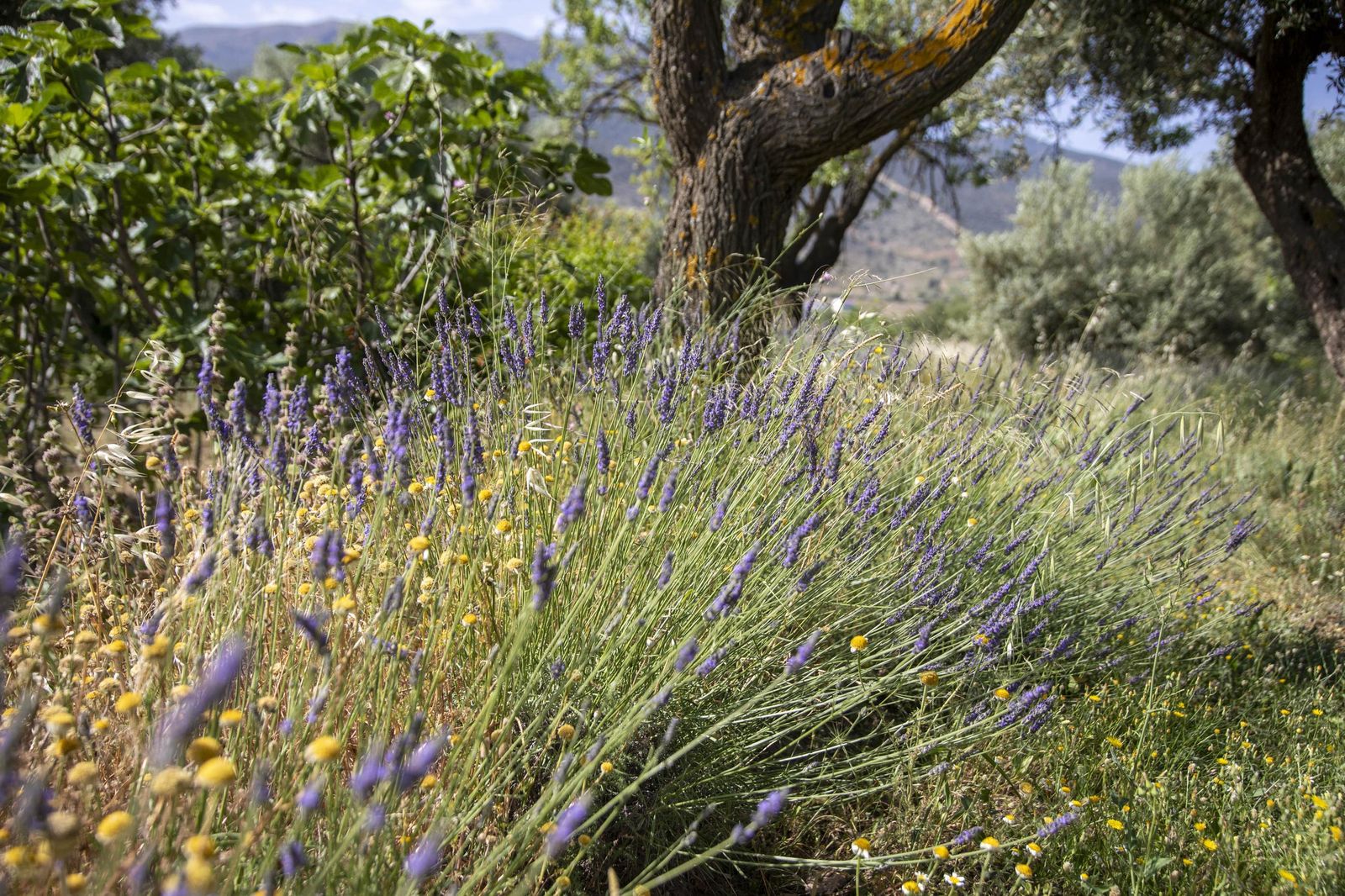El jardin de lavandas en Benecid