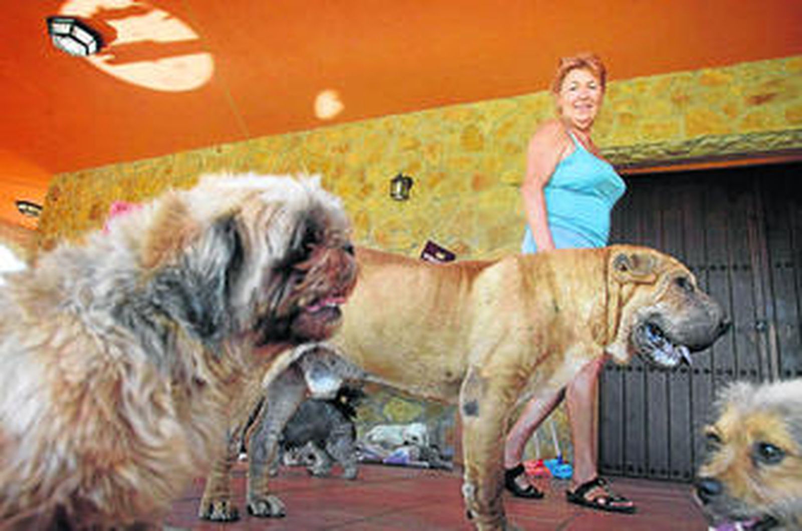 Imagen de los perros junto a la propietaria de la parcela de la finca Huerta La Aceitera, ayer.