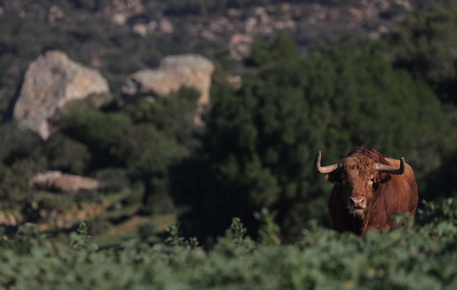 Los toros de La Palmosilla repiten en Pamplona por quinto San Fermín consecutivo, en imágenes