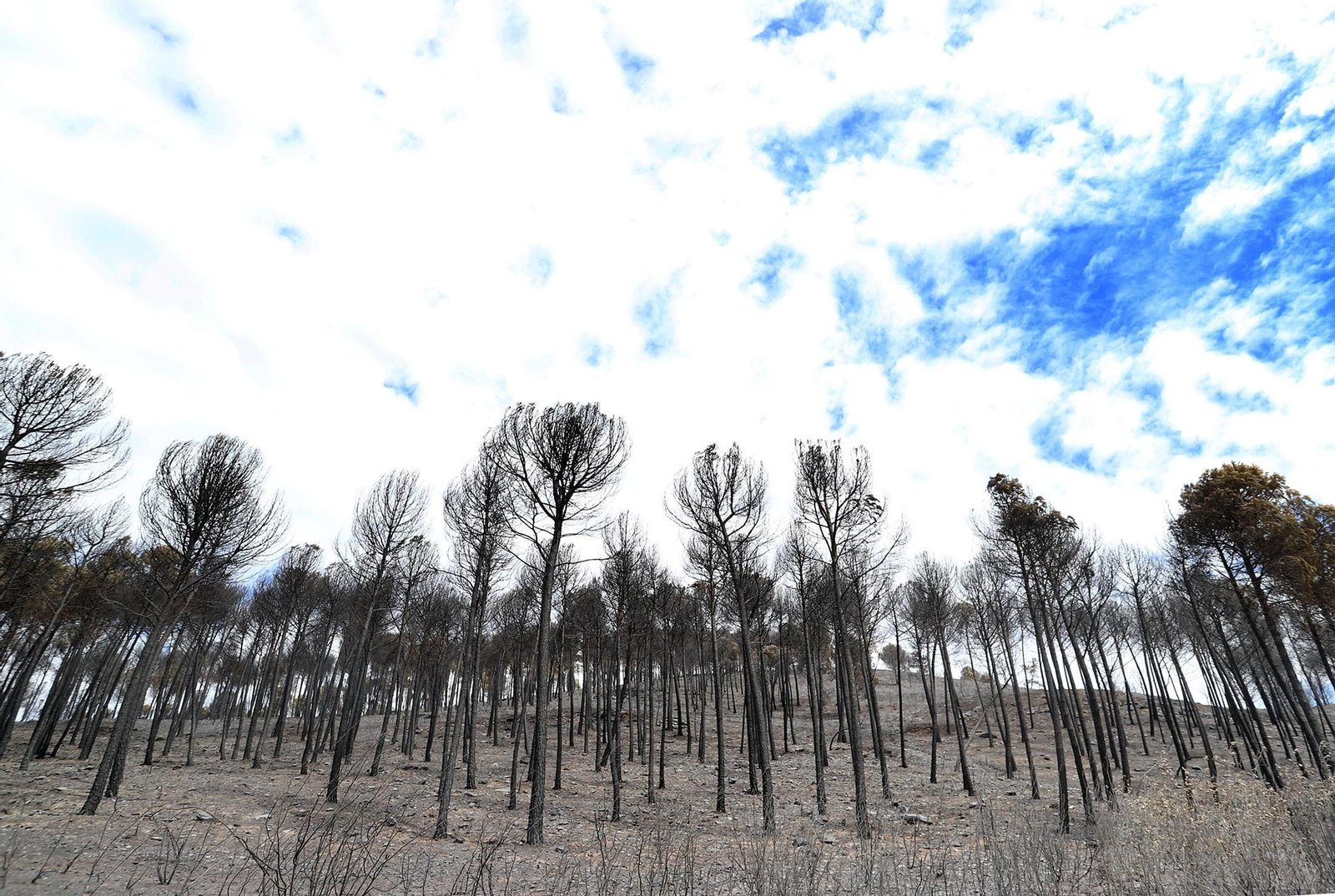 Imágenes de la devastación causada en los montes por el incendio de Almonaster la Real