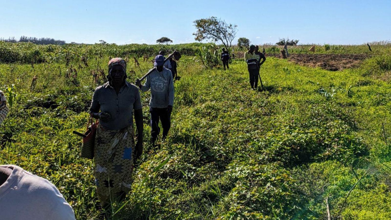 Varios agricultores de Mozambique trabajan en el campo.