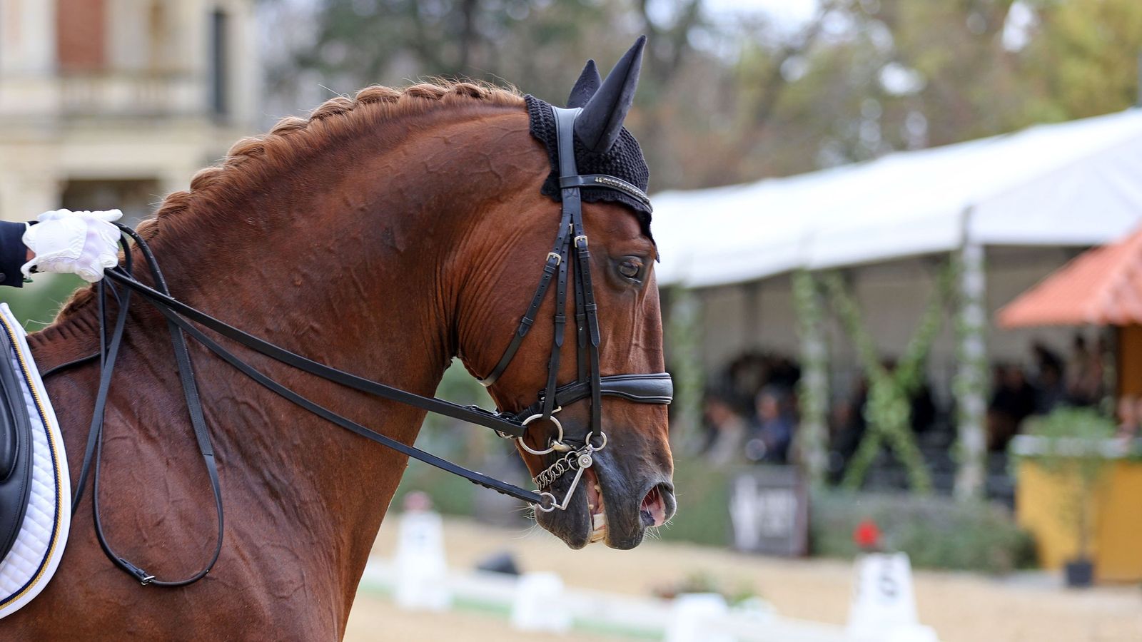 Concurso Internacional de Doma Clásica en La Real Escuela de Jerez