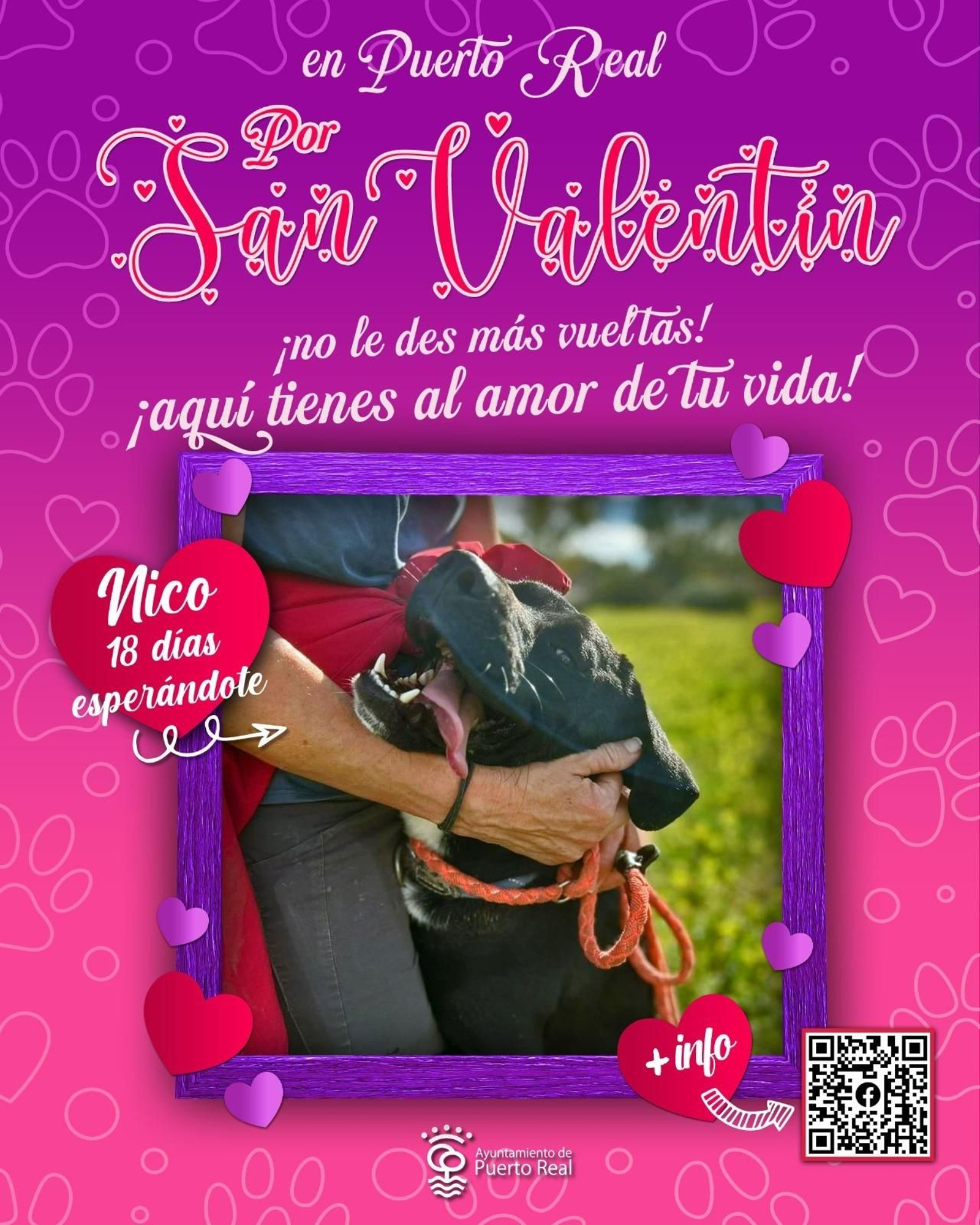 Mascota a la espera de ser adoptada