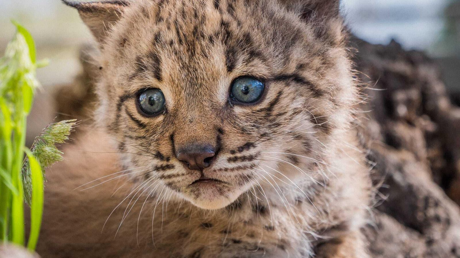 Un ejemplar de lince recién nacido. Un ejemplar de lince recién nacido.
