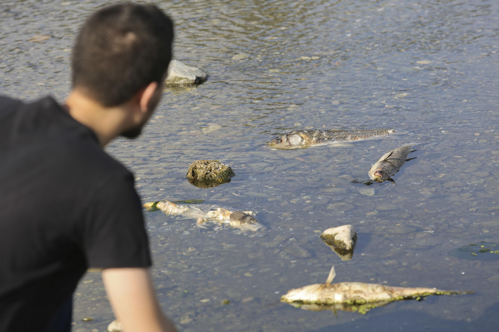 Aparecen cientos de aves y peces muertos en el río Guadalhorce