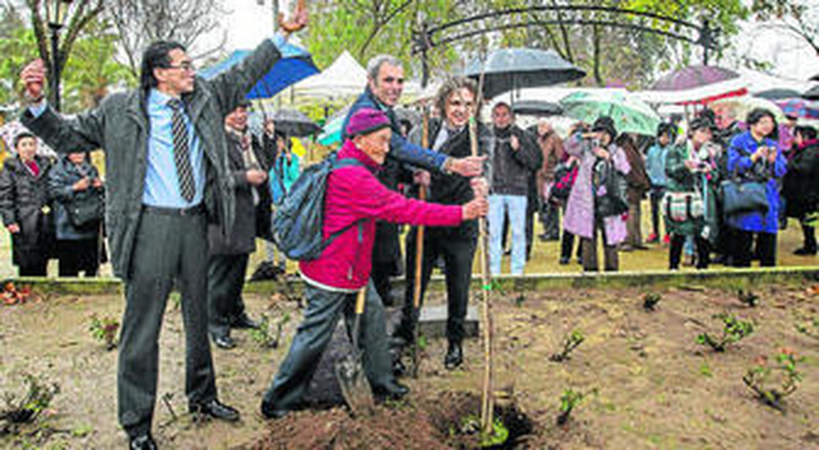 La lluvia no impidió que ayer se plantaran seis cerezos en el paseo fluvial de Coria del Río.
