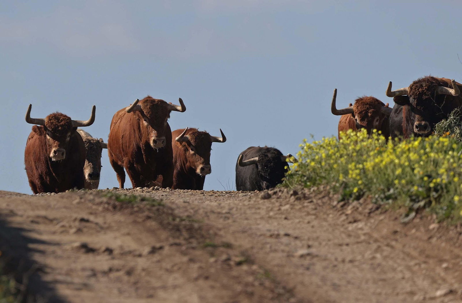 Álvaro Núñez Benjumea debuta este 2025 en Pamplona como gran sorpresa ganadera de los sanfermines, en imágenes