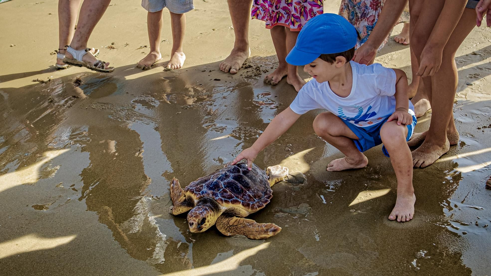 Las imágenes de la vuelta al mar de tres tortugas marinas en la playa de Cortadura, en Cádiz.