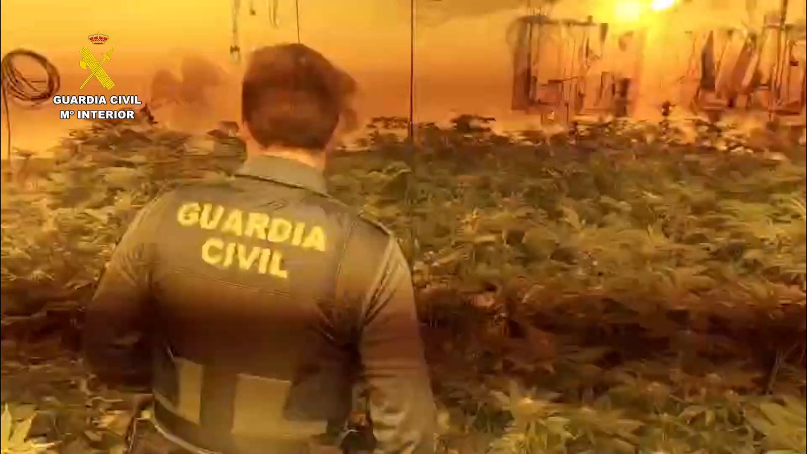 La Guardia Civil desmantela una plantación de marihuana en Cerro Muriano